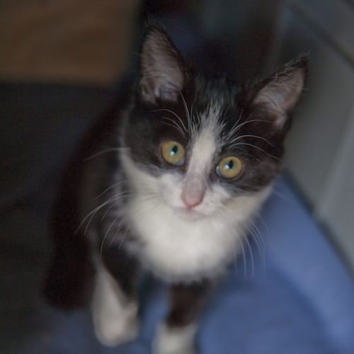 No photo for Bobby Id14770. Tiny Little Kitten. 