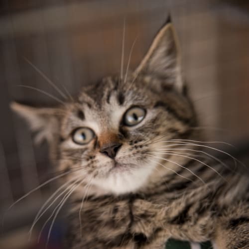 No photo for Benny Id14502