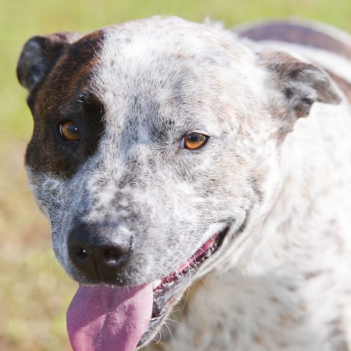 No photo for Chase Id15035. Loves To Go To The Beach. 