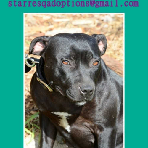 No photo for Beautiful Betty On Trial 