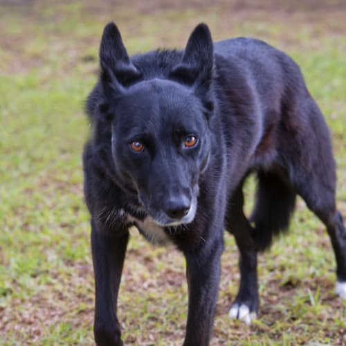 No photo for Gemma Id15067. Hypnotic Brown Eyes. 