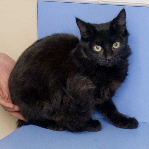 No photo for Bagheera