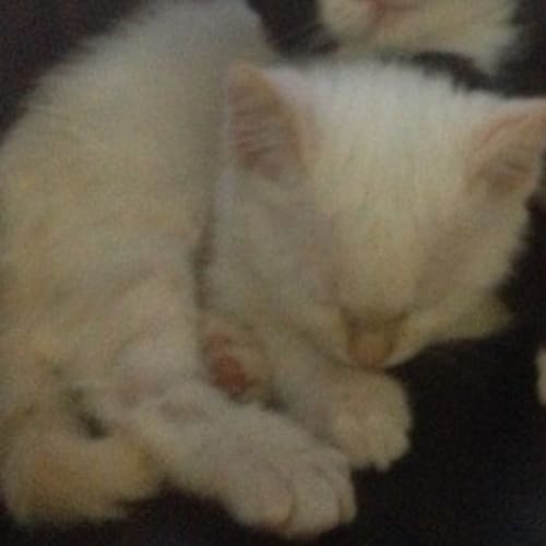 No photo for Cookie