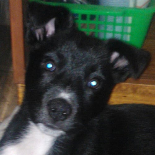 Cooper