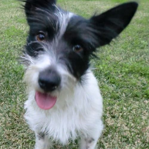 No photo for Rocky *On Trial In His New Home*