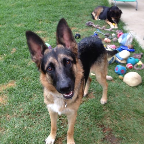 No photo for Narla **A Beautiful Shepherd **