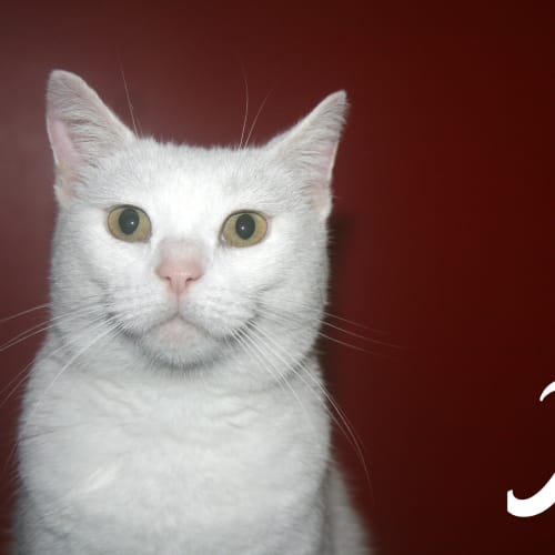 No photo for Jinx