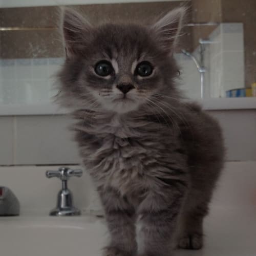 No photo for Fluffy