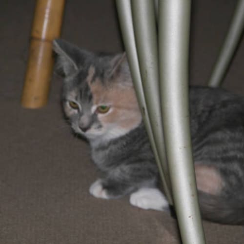 No photo for Lilith