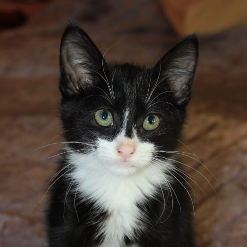No photo for Ash ** Adoption Pending**