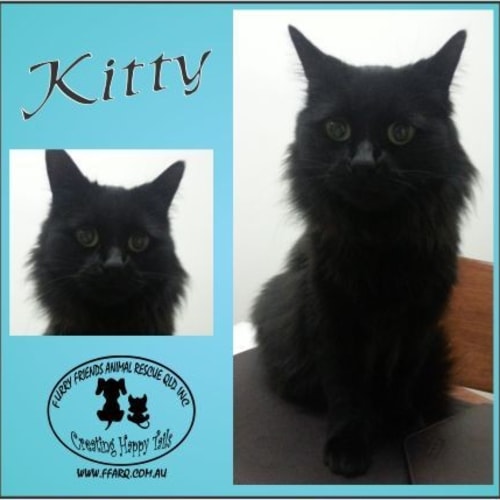 No photo for Kitty