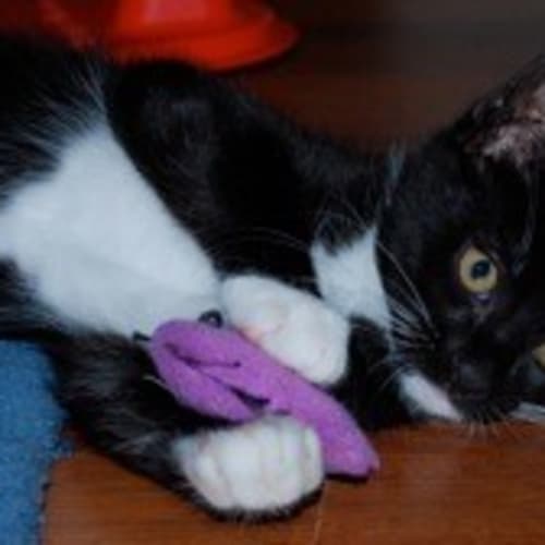 No photo for Sylvester