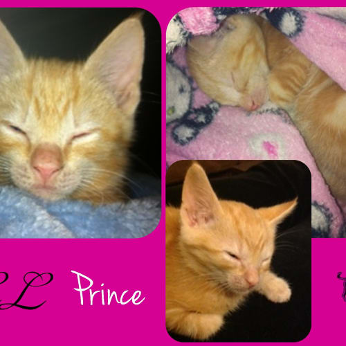 No photo for Prince