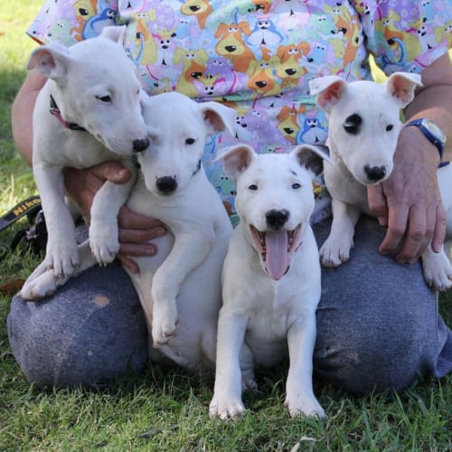 Bull Terrier pups