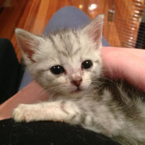 Smudge - ready for adoption mid June