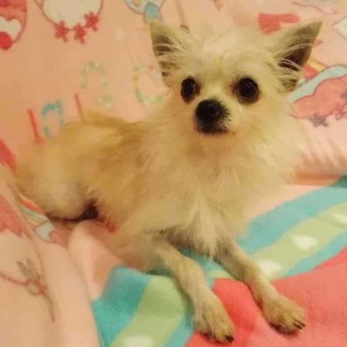 No photo for Twinkle