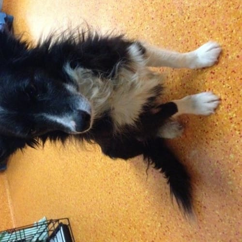 No photo for Tess