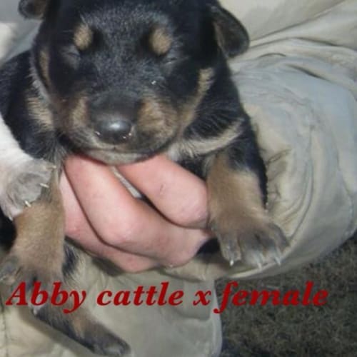No photo for Abby