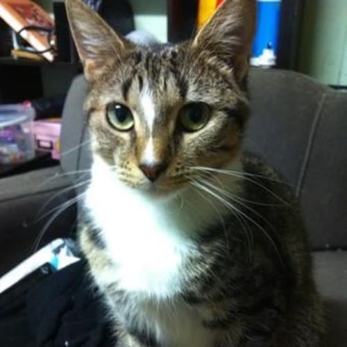 Katie - needs a home asap