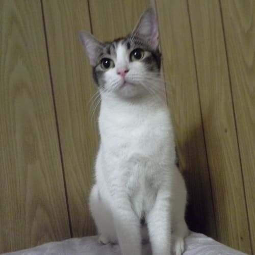No photo for Gabriella Needs A  Home