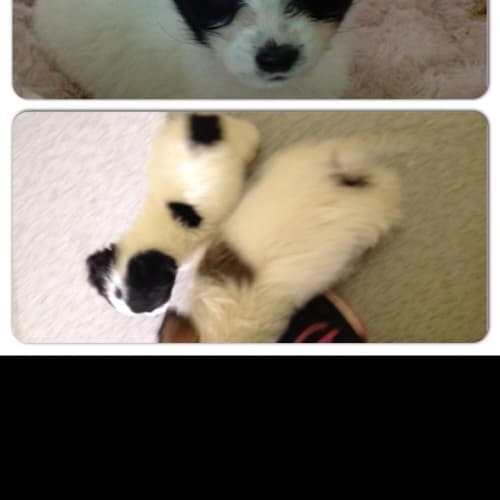 No photo for B2  Available For Pre Adoption