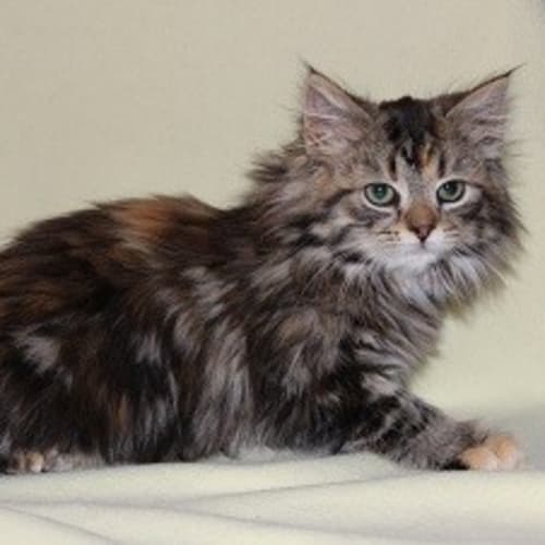 No photo for Tedee **Adoption Pending**
