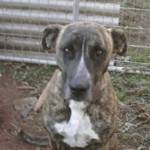 No photo for Abbey  (Now Has Holding Deposit )