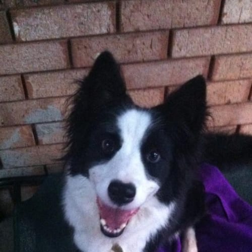 No photo for Roxy Border Collie
