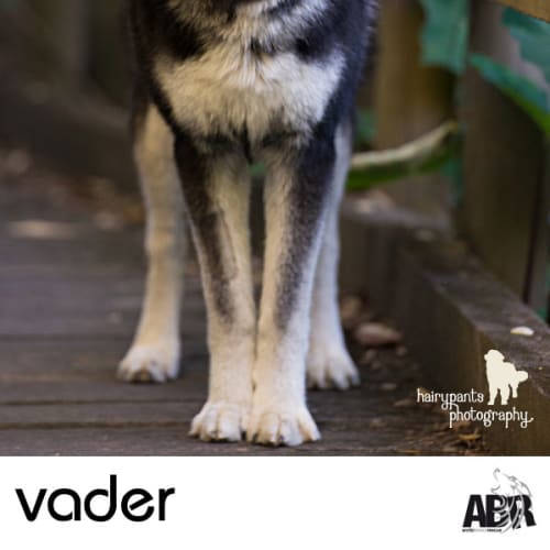 No photo for **On Trial** Vader