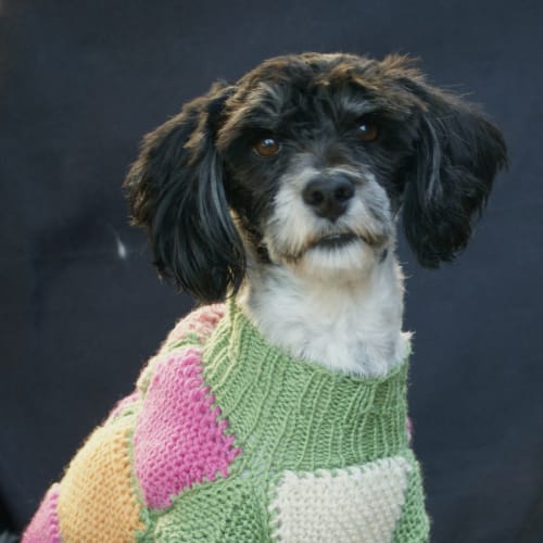 No photo for Baxter