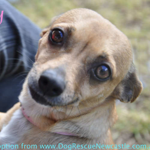 No photo for Cubby (On Trial 4/8/13)