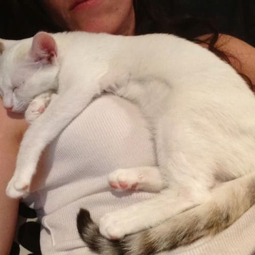 No photo for Hush (White Xmas #1) Oriental Type Purrfect Match