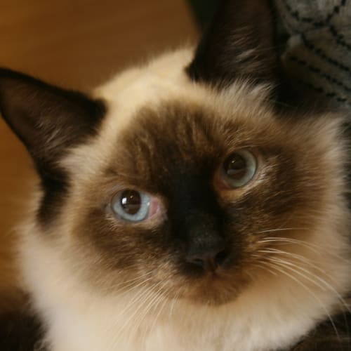 No photo for Bill **On Trial In My New Home**