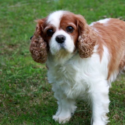 No photo for Cavalier King Charles