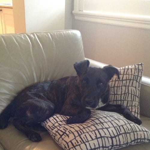No photo for Mia **A Social Butterfly With Other Dogs**
