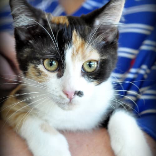No photo for Torbie