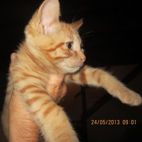 No photo for Max The Manx