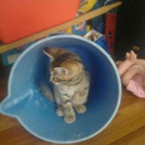 No photo for Three Baby Boy Kittens 
