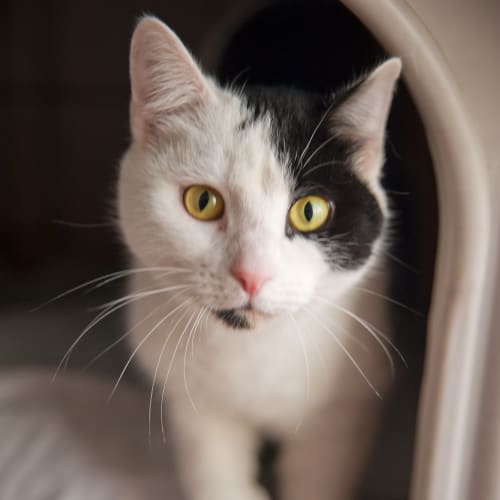 No photo for Mardie Id13332. Your Forever Friend