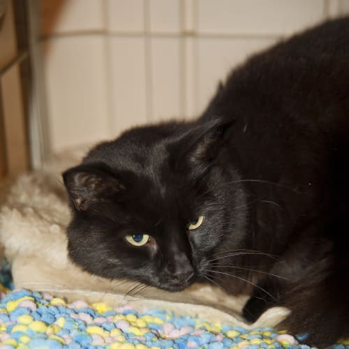 No photo for Bella Id15052. Soft And Silky Sweetheart