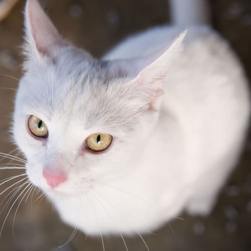No photo for Gromet Id15087. Pure White And Innocent