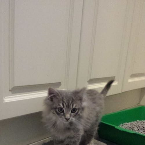 No photo for Cotton (Located In Templestowe)