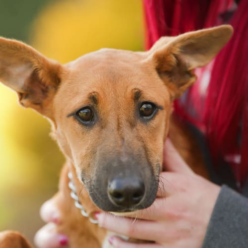 No photo for Karma Id15033. Soft, Sweet Puppy Girl