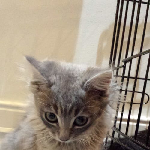 No photo for Nala (Located In Templestowe)