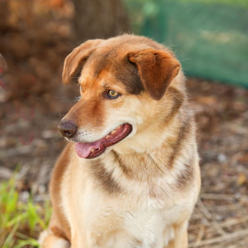 No photo for Cooper Id14794. Plenty Of Life In The Old Dog !