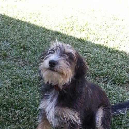 No photo for Bongo   On Trial In A New Home