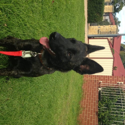 No photo for Echo **On Trial In My New Home**