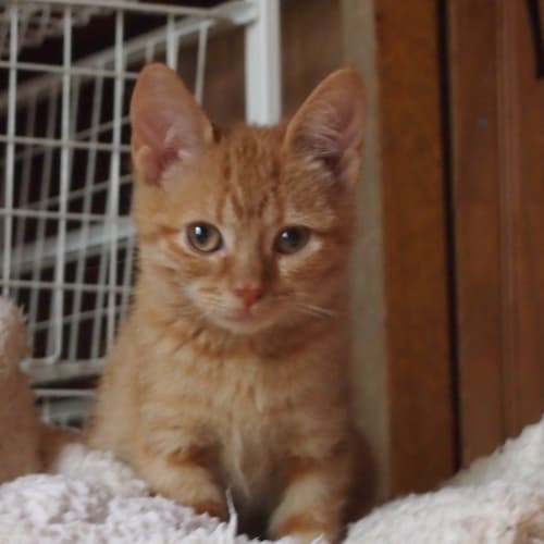 No photo for Thomas ( Gorgeous ,9 Wk, Old Kitten)