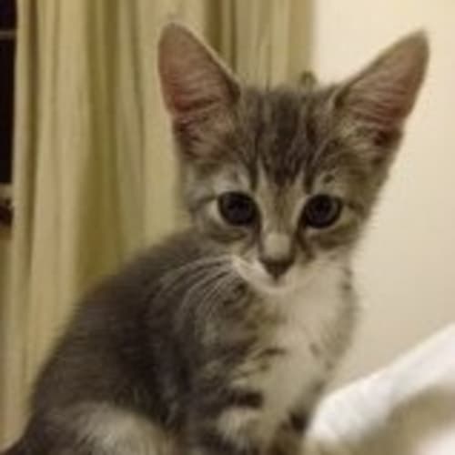 No photo for Harry (Gorgeous,10 Wk Old, Silver Tabby)