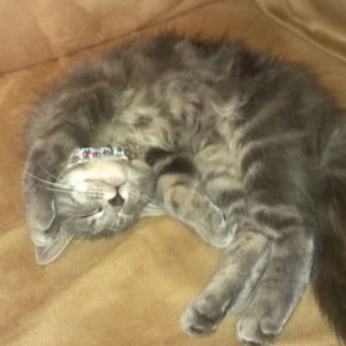 No photo for Kitty Puss * Now On Hold For Adoption *